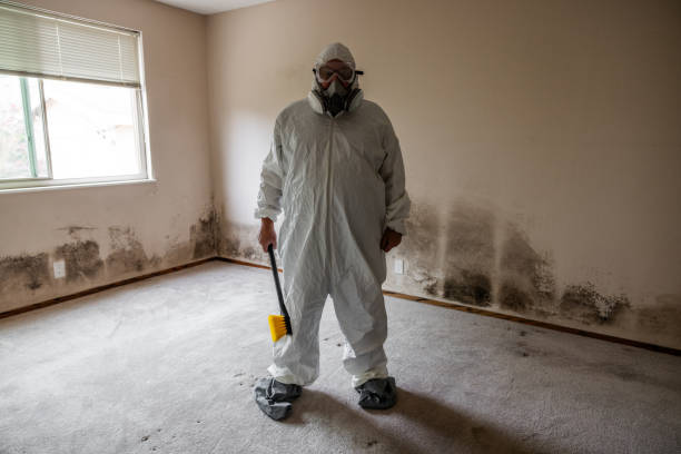 Trusted Swanton, OH Mold Removal Experts